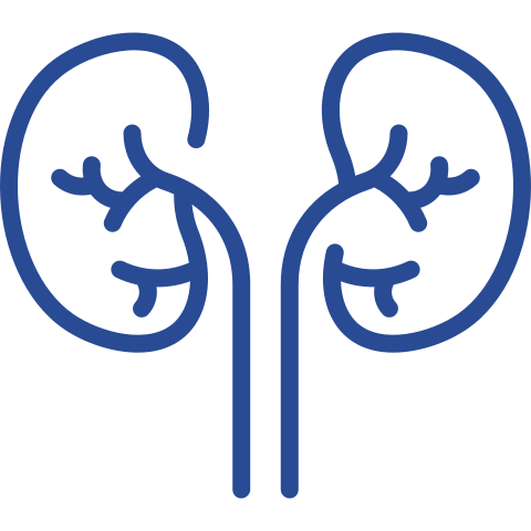 external-kidneys-anatomy-vitaliy-gorbachev-lineal-vitaly-gorbachev