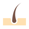 hair-follicle