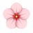 Kirschblüte icon