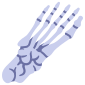 Anatomy icon