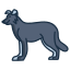 border collie icon
