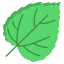 mulberry leaf icon