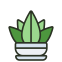 Succulento icon