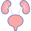 Urology icon