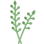 willow icon