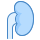 blue ui style anatomy icon