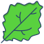Lettuce Leaf icon