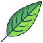 Heliconia Leaf icon
