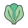 color hand drawn style lettuce icon