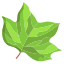 leaf icon