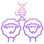 sheep dna icon