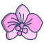 Orchidee icon