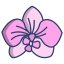 Orchidée icon