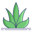 Aloe Vera icon