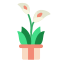 lily icon