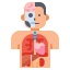 Human Organs icon