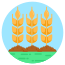 大麦 icon