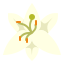 lily icon