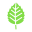 Birch Leaf icon