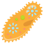 Paramecium icon