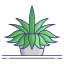 Spider Plant icon