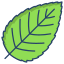 esterno-Hornbeam-Leaf-leaf-icongeek26-lineare-colore-icongeek26 icon