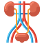 外部尿路の解剖学-フラットアイコン-フラット-フラット-アイコン icon
