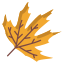 Plane Tree Leaf icon