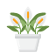 Peace Lily icon