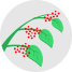 Red Berries icon