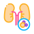 Kidneys Disease icon