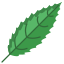Black Cherry Leaf icon