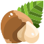 Hazelnut icon