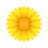 fiore icon