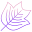 tulip tree leaf icon