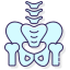 Pelvis icon