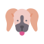 externo-beagle-dogs-flat-lima-studio icon