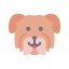 Havanese Dog icon