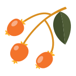 Berries icon