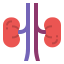 Anatomy icon