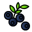 Blueberry icon