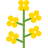 Canola icon