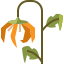 sunflower icon