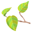 pothos icon