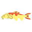 Carp Koi Fish icon