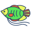 dwarf gurami fish icon