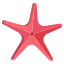 star fish icon