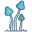 psilocybe semilanceata icon