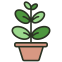 Ficus icon