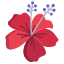 Hibiscus icon